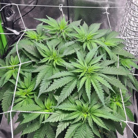 Cookie growlog timeline photo