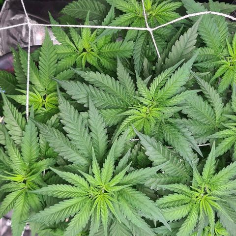 Cookie growlog timeline photo