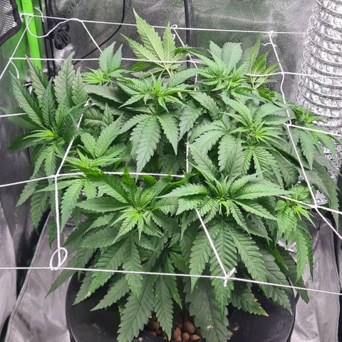 Cookie growlog timeline photo