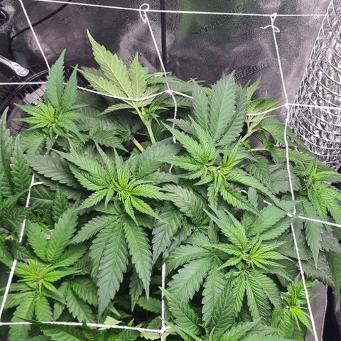 Cookie growlog timeline photo
