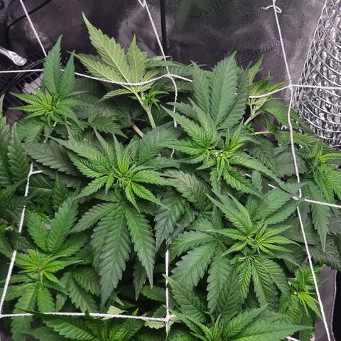 Cookie growlog timeline photo