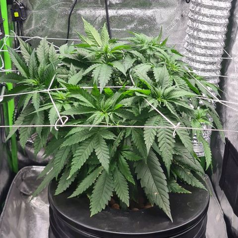 Cookie growlog timeline photo