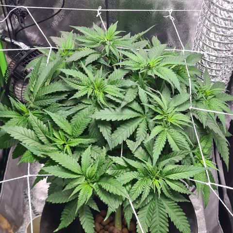 Cookie growlog timeline photo