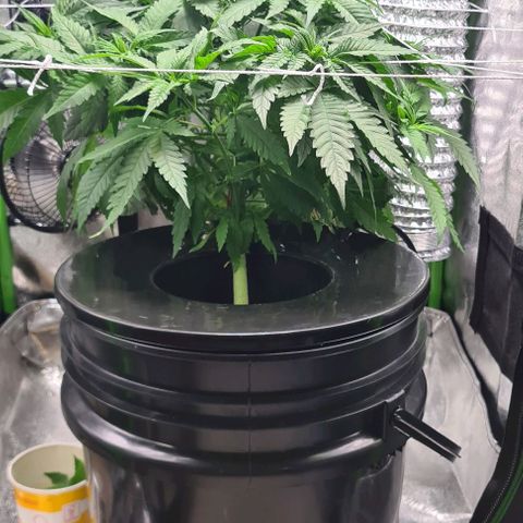 Cookie growlog timeline photo