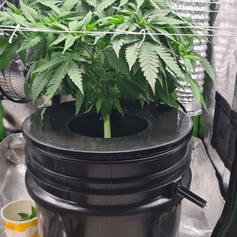 Cookie growlog timeline photo