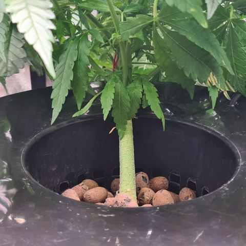 Cookie growlog timeline photo