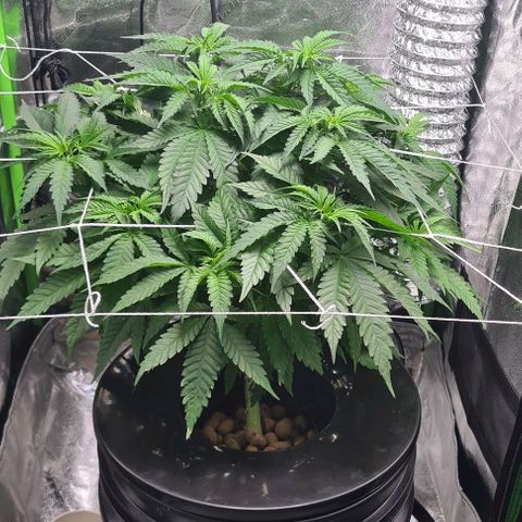 Cookie growlog timeline photo
