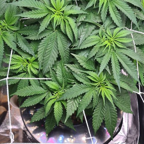 Cookie growlog timeline photo