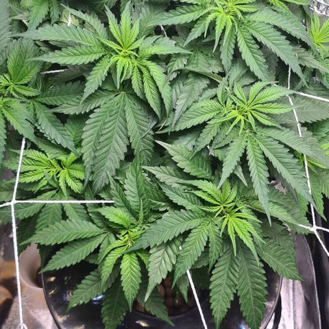 Cookie growlog timeline photo