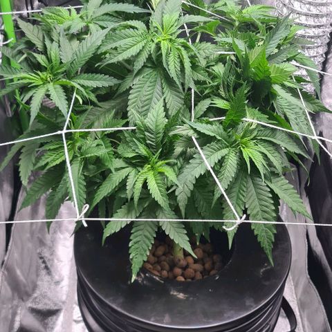 Cookie growlog timeline photo