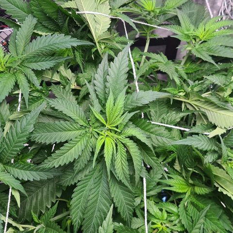 Cookie growlog timeline photo
