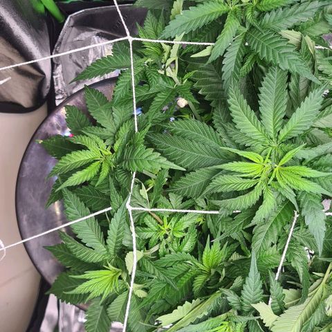 Cookie growlog timeline photo