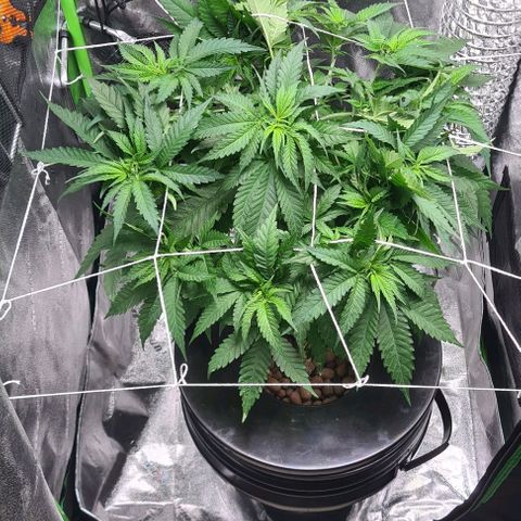 Cookie growlog timeline photo