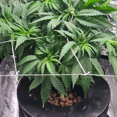 Cookie growlog timeline photo