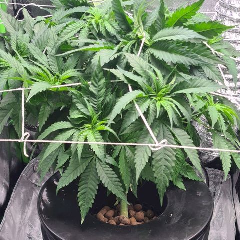 Cookie growlog timeline photo