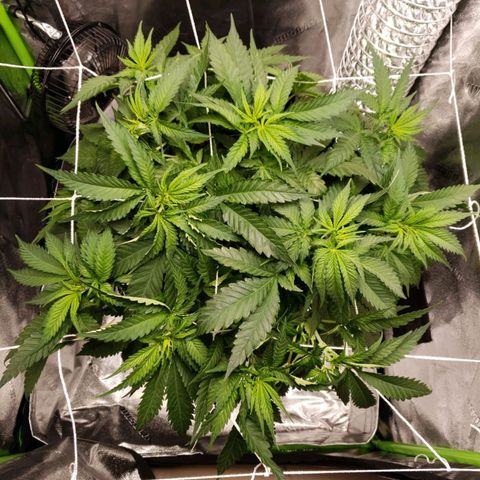 Cookie growlog timeline photo