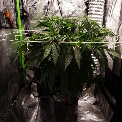 Cookie growlog timeline photo