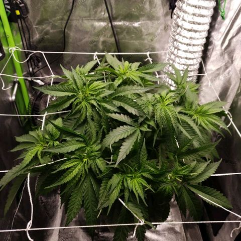 Cookie growlog timeline photo
