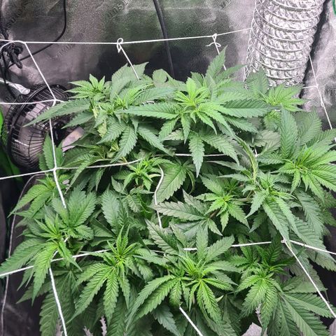 Cookie growlog timeline photo