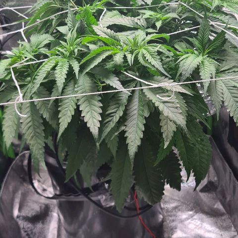 Cookie growlog timeline photo