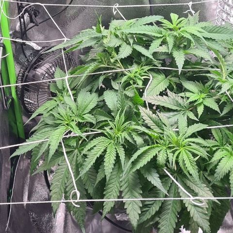 Cookie growlog timeline photo