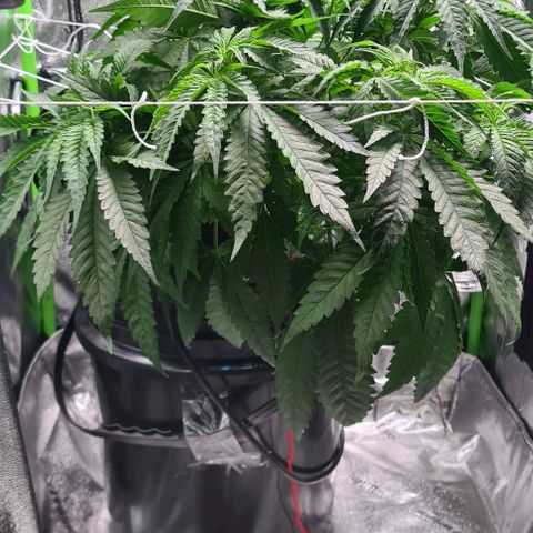 Cookie growlog timeline photo