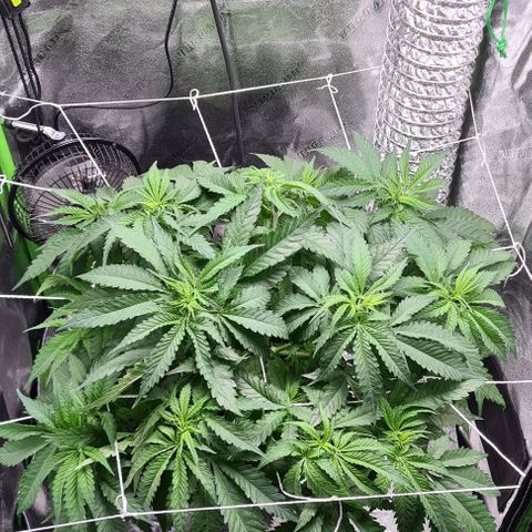 Cookie growlog timeline photo