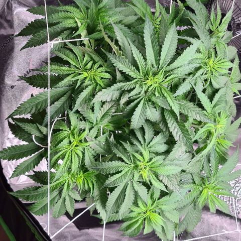 Cookie growlog timeline photo
