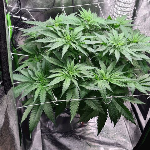 Cookie growlog timeline photo
