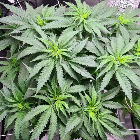 Cookie growlog timeline photo