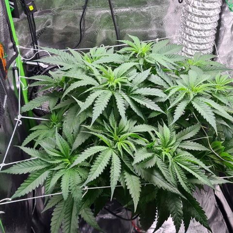 Cookie growlog timeline photo
