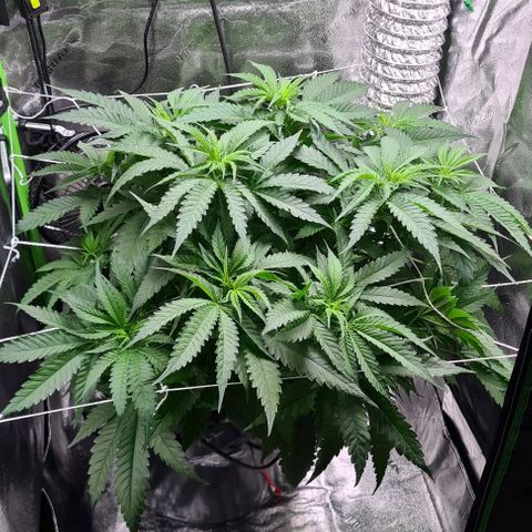 Cookie growlog timeline photo