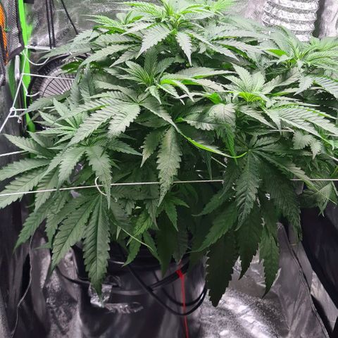 Cookie growlog timeline photo