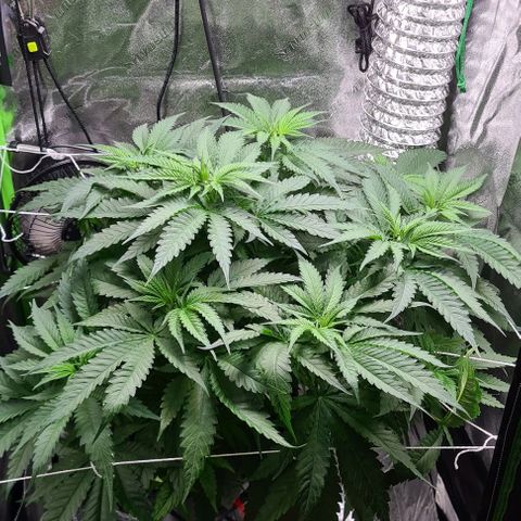 Cookie growlog timeline photo