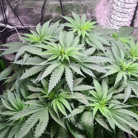 Cookie growlog timeline photo