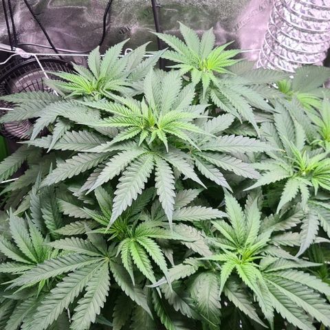 Cookie growlog timeline photo