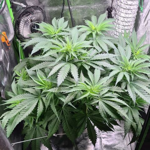 Cookie growlog timeline photo