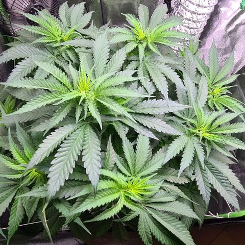 Cookie growlog timeline photo