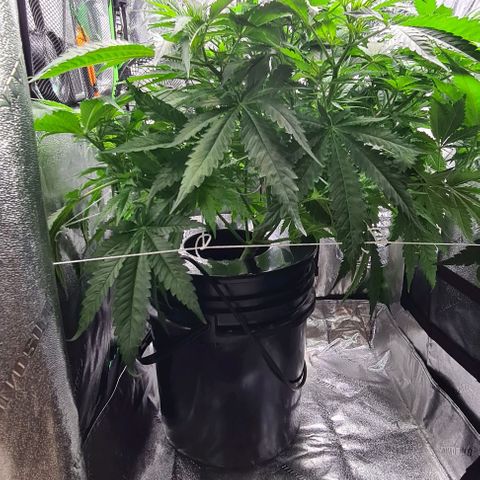 Cookie growlog timeline photo
