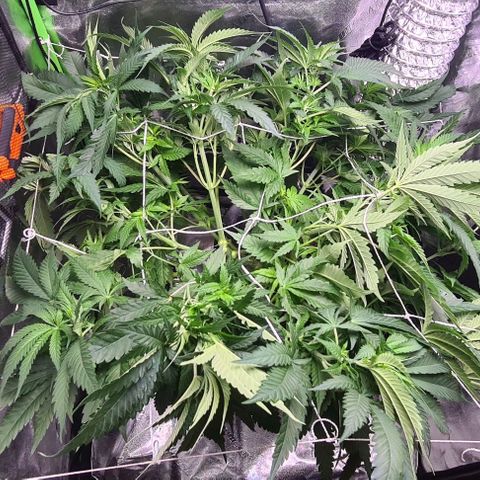 Cookie growlog timeline photo