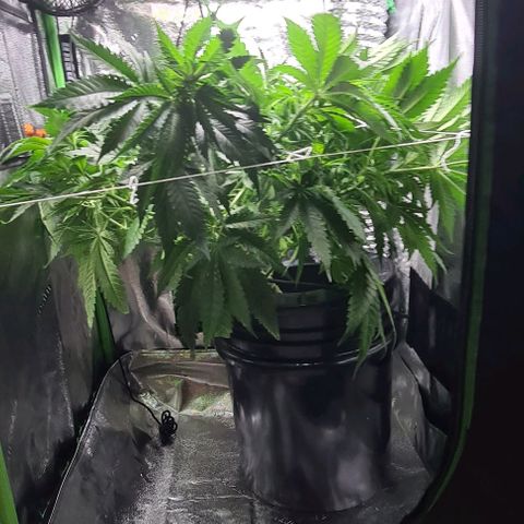Cookie growlog timeline photo