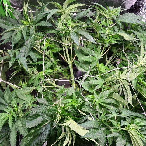 Cookie growlog timeline photo