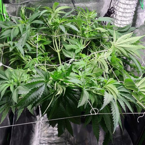 Cookie growlog timeline photo