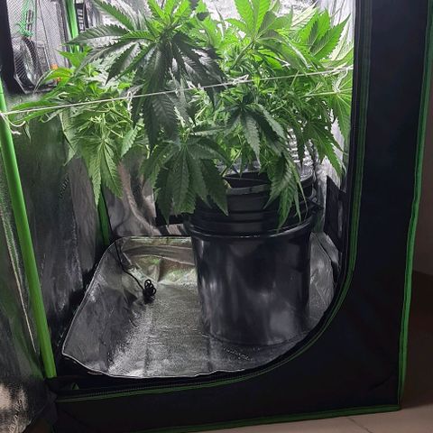 Cookie growlog timeline photo