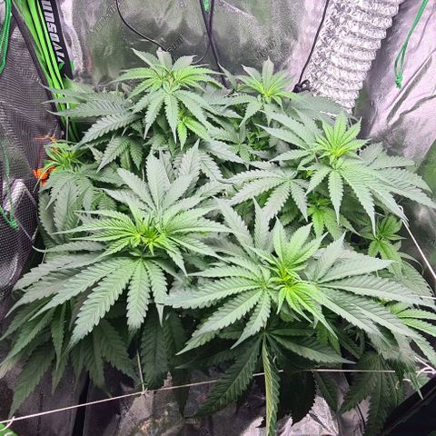 Cookie growlog timeline photo