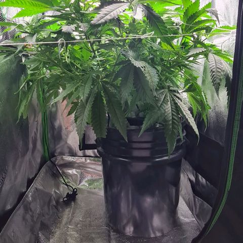Cookie growlog timeline photo
