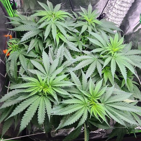 Cookie growlog timeline photo