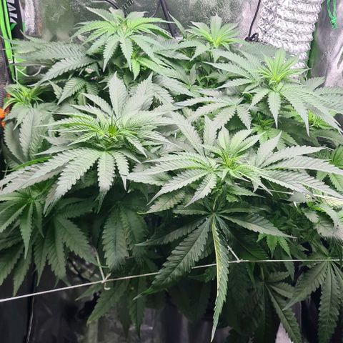 Cookie growlog timeline photo