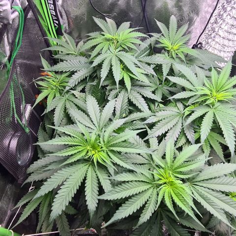 Cookie growlog timeline photo