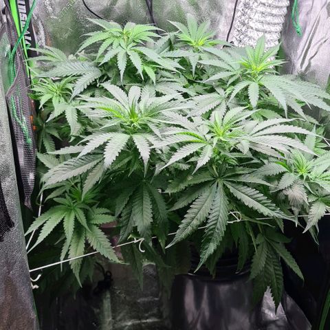 Cookie growlog timeline photo